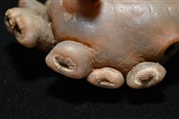 寄居蟹鞘群海葵藏品圖，第11張