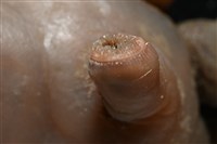 寄居蟹鞘群海葵藏品圖，第13張