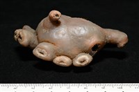 寄居蟹鞘群海葵藏品圖，第14張