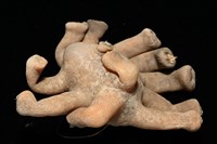 寄居蟹鞘群海葵藏品圖，第2張