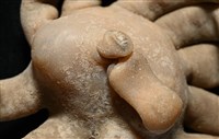 寄居蟹鞘群海葵藏品圖，第3張