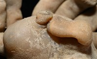 寄居蟹鞘群海葵藏品圖，第4張