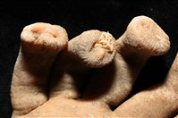 寄居蟹鞘群海葵藏品圖，第5張