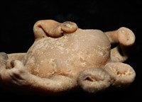 寄居蟹鞘群海葵藏品圖，第11張