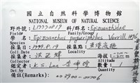 寄居蟹鞘群海葵藏品圖，第12張