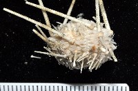 單色沙棱海膽藏品圖，第2張