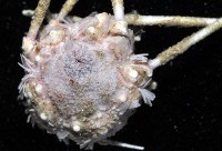 單色沙棱海膽藏品圖，第3張