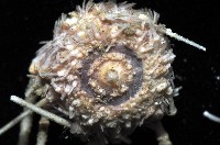 單色沙棱海膽藏品圖，第4張