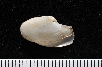 臺灣波浪蛤(新種)藏品圖，第2張