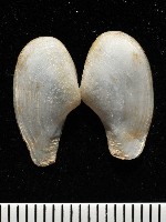 臺灣波浪蛤(新種)藏品圖，第3張