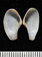 臺灣波浪蛤(新種)藏品圖，第4張