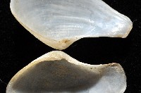 臺灣波浪蛤(新種)藏品圖，第6張