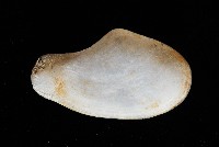 臺灣波浪蛤(新種)藏品圖，第7張