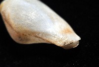 臺灣波浪蛤(新種)藏品圖，第9張