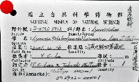臺灣波浪蛤(新種)藏品圖，第11張