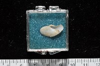 臺灣波浪蛤(新種)藏品圖，第12張