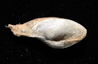 臺灣波浪蛤(新種)藏品圖，第2張