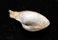 臺灣波浪蛤(新種)藏品圖，第3張