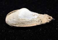臺灣波浪蛤(新種)藏品圖，第4張