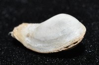 臺灣波浪蛤(新種)藏品圖，第5張