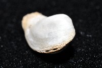 臺灣波浪蛤(新種)藏品圖，第6張