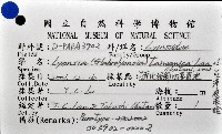 臺灣波浪蛤(新種)藏品圖，第7張