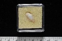 臺灣波浪蛤(新種)藏品圖，第8張