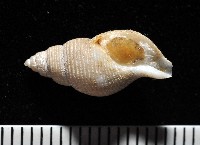 大溪峨螺(新種)藏品圖，第1張