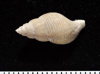 大溪峨螺(新種)藏品圖，第2張