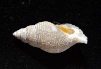 大溪峨螺(新種)藏品圖，第3張