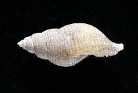 大溪峨螺(新種)藏品圖，第4張