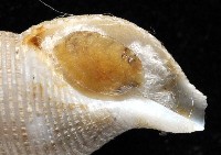 大溪峨螺(新種)藏品圖，第5張