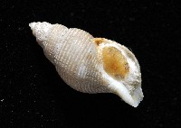大溪峨螺(新種)藏品圖，第6張