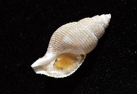 大溪峨螺(新種)藏品圖，第7張