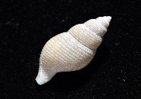 大溪峨螺(新種)藏品圖，第8張