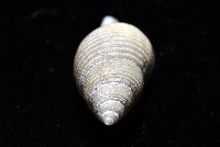 大溪峨螺(新種)藏品圖，第9張