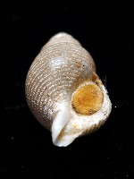 大溪峨螺(新種)藏品圖，第10張