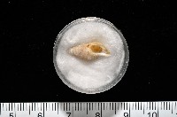 大溪峨螺(新種)藏品圖，第12張