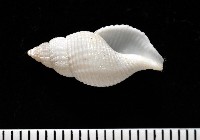 大溪峨螺(新種)藏品圖，第1張