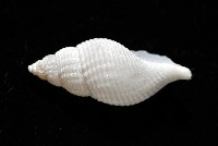 大溪峨螺(新種)藏品圖，第2張