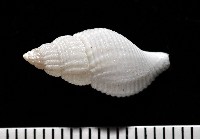 大溪峨螺(新種)藏品圖，第3張