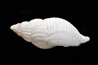 大溪峨螺(新種)藏品圖，第4張