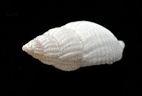 大溪峨螺(新種)藏品圖，第5張