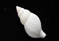 大溪峨螺(新種)藏品圖，第6張