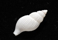 大溪峨螺(新種)藏品圖，第7張