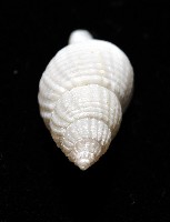 大溪峨螺(新種)藏品圖，第10張