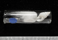 大溪峨螺(新種)藏品圖，第12張