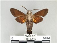 膝帶長喙天蛾藏品圖，第2張