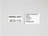 膝帶長喙天蛾藏品圖，第3張