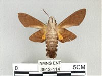 膝帶長喙天蛾藏品圖，第2張